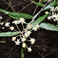 Olearia lirata (Snowy Daisybush) at Cambewarra, NSW - 12 Oct 2020 by plants
