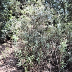 Olearia lirata at Cambewarra, NSW - 13 Oct 2020