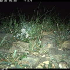 Sminthopsis murina (Common Dunnart) at QPRC LGA - 12 Oct 2020 by Wandiyali