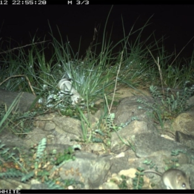 Sminthopsis murina (Common Dunnart) at Googong, NSW - 12 Oct 2020 by Wandiyali