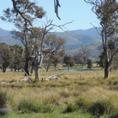 Carex appressa (Tall Sedge) at Lanyon - northern section A.C.T. - 26 Aug 2020 by MichaelBedingfield