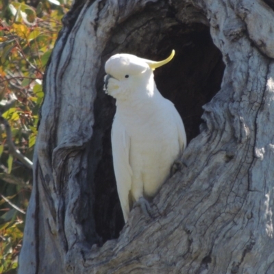 Cacatua galerita (Sulphur-crested Cockatoo) at Lanyon - northern section A.C.T. - 26 Aug 2020 by michaelb