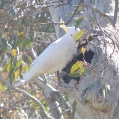 Cacatua galerita (Sulphur-crested Cockatoo) at Banks, ACT - 26 Aug 2020 by MichaelBedingfield