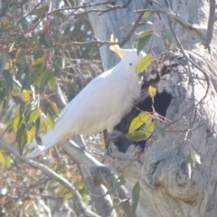 Cacatua galerita (Sulphur-crested Cockatoo) at Lanyon - northern section - 26 Aug 2020 by michaelb