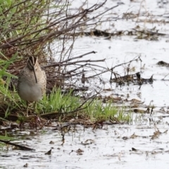 Gallinago hardwickii (Latham's Snipe) at Fyshwick, ACT - 9 Oct 2020 by JimL