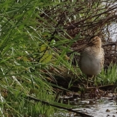 Gallinago hardwickii at Fyshwick, ACT - 9 Oct 2020