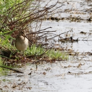 Gallinago hardwickii at Fyshwick, ACT - 9 Oct 2020