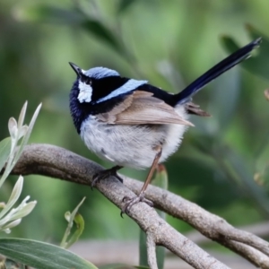 Malurus cyaneus at Fyshwick, ACT - 9 Oct 2020