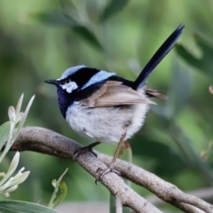 Malurus cyaneus at Fyshwick, ACT - 9 Oct 2020