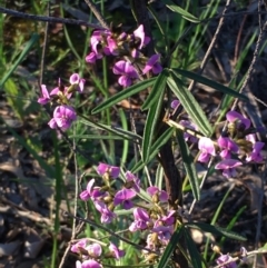 Glycine clandestina (Twining Glycine) at Watson Green Space - 12 Oct 2020 by JaneR