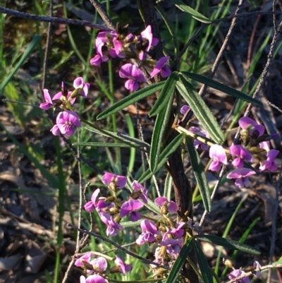 Glycine clandestina (Twining Glycine) at Watson Green Space - 12 Oct 2020 by JaneR