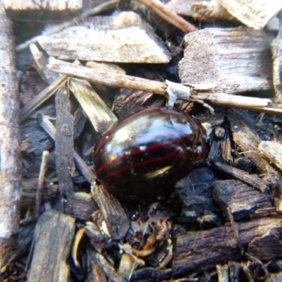 Paropsisterna nigerrima (Leaf beetle, Button beetle) at Tathra, NSW - 12 Oct 2020 by TathraPreschool