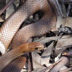 Pseudonaja textilis (Eastern Brown Snake) at Hughes Grassy Woodland - 12 Oct 2020 by JackyF