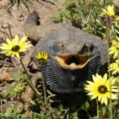 Pogona barbata (Eastern Bearded Dragon) at Deakin, ACT - 11 Oct 2020 by JackyF