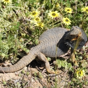 Pogona barbata at Deakin, ACT - 11 Oct 2020