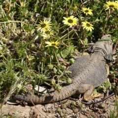 Pogona barbata at Deakin, ACT - 11 Oct 2020