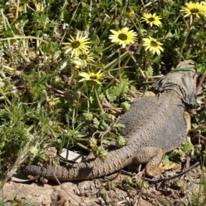 Pogona barbata at Deakin, ACT - 11 Oct 2020