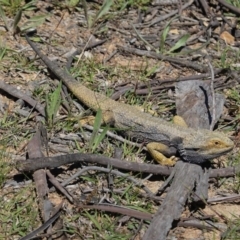 Pogona barbata at Deakin, ACT - 11 Oct 2020