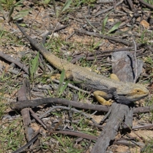 Pogona barbata at Deakin, ACT - 11 Oct 2020