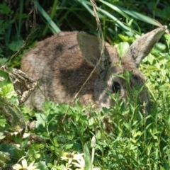 Oryctolagus cuniculus (European Rabbit) at Deakin, ACT - 12 Oct 2020 by JackyF