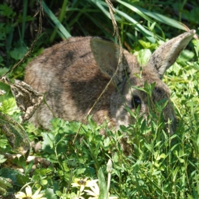 Oryctolagus cuniculus (European Rabbit) at Deakin, ACT - 11 Oct 2020 by JackyF