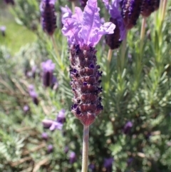 Lavandula stoechas (Spanish Lavender or Topped Lavender) at Tuggeranong DC, ACT - 13 Oct 2020 by RWPurdie