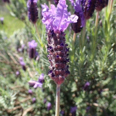 Lavandula stoechas (Spanish Lavender or Topped Lavender) at Tuggeranong DC, ACT - 12 Oct 2020 by RWPurdie