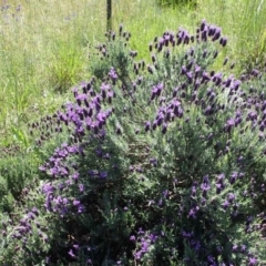 Lavandula stoechas at Tuggeranong DC, ACT - 13 Oct 2020 01:54 AM