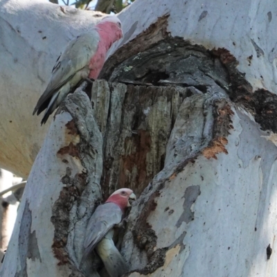 Eolophus roseicapilla (Galah) at Deakin, ACT - 12 Oct 2020 by JackyF