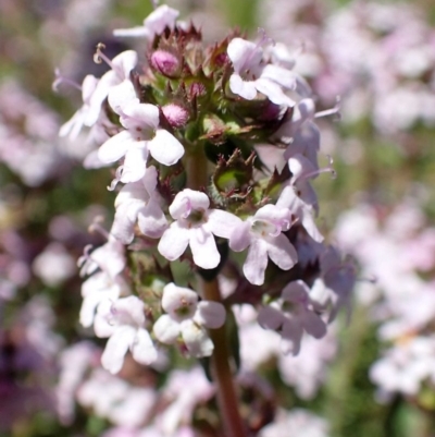 Thymus vulgaris (Garden Thyme) at Tuggeranong DC, ACT - 13 Oct 2020 by RWPurdie