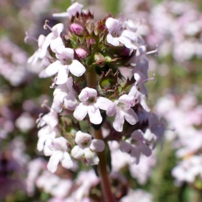 Thymus vulgaris (Garden Thyme) at Isaacs Ridge and Nearby - 12 Oct 2020 by RWPurdie