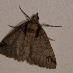 Austroterpna paratorna (Rounded Grey (Geometrinae)) at Melba, ACT - 31 Mar 2014 by kasiaaus