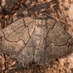 Austroterpna paratorna (Rounded Grey (Geometrinae)) at Paddys River, ACT - 9 May 2018 by kasiaaus