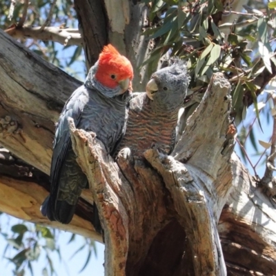 Callocephalon fimbriatum (Gang-gang Cockatoo) at Hughes, ACT - 11 Oct 2020 by JackyF