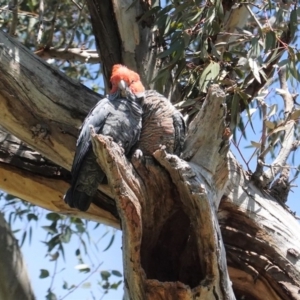 Callocephalon fimbriatum at Hughes, ACT - 11 Oct 2020