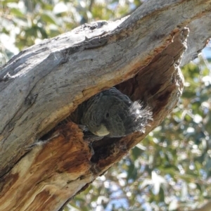 Callocephalon fimbriatum at Hughes, ACT - suppressed