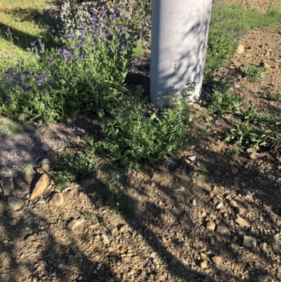 Echium plantagineum (Paterson's Curse) at Mount Majura - 10 Oct 2020 by cmobbs