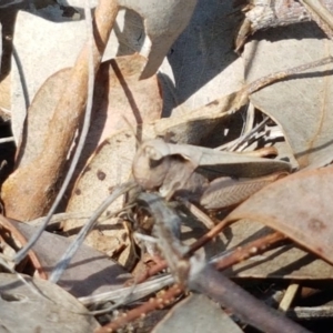 Cryptobothrus chrysophorus at Holt, ACT - 13 Oct 2020