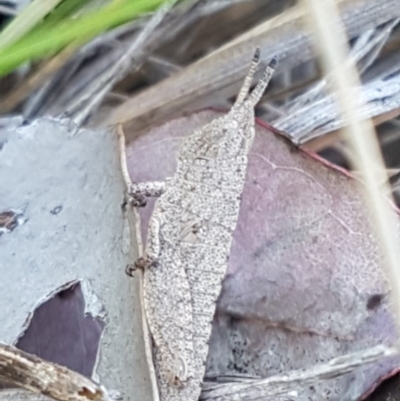 Goniaea opomaloides (Mimetic Gumleaf Grasshopper) at Holt, ACT - 13 Oct 2020 by trevorpreston