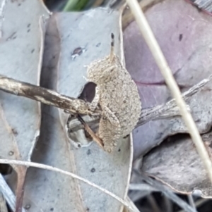 Goniaea opomaloides at Holt, ACT - 13 Oct 2020