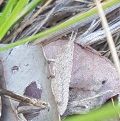 Goniaea opomaloides at Holt, ACT - 13 Oct 2020 12:50 PM
