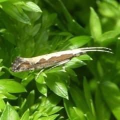 Plutella xylostella (Diamondback Moth) at Kambah, ACT - 13 Oct 2020 by HarveyPerkins