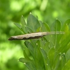 Plutella xylostella at Kambah, ACT - 13 Oct 2020