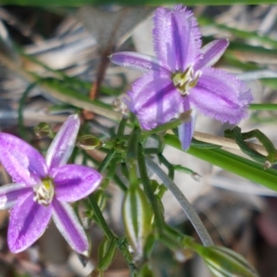 Thysanotus patersonii (Twining Fringe Lily) at Aranda Bushland - 13 Oct 2020 by trevorpreston
