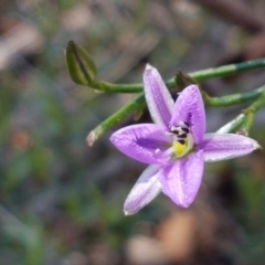 Thysanotus patersonii at Holt, ACT - 13 Oct 2020 12:55 PM