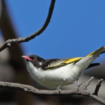 Grantiella picta (Painted Honeyeater) at Majura, ACT - 13 Oct 2020 by ConBoekel