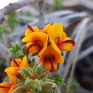 Pultenaea procumbens at Holt, ACT - 13 Oct 2020