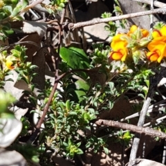 Pultenaea procumbens at Holt, ACT - 13 Oct 2020 12:56 PM