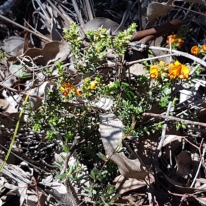 Pultenaea procumbens at Holt, ACT - 13 Oct 2020