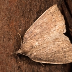 Authaemon stenonipha (Pale-bordered Cape-moth) at Paddys River, ACT - 14 Mar 2018 by kasiaaus